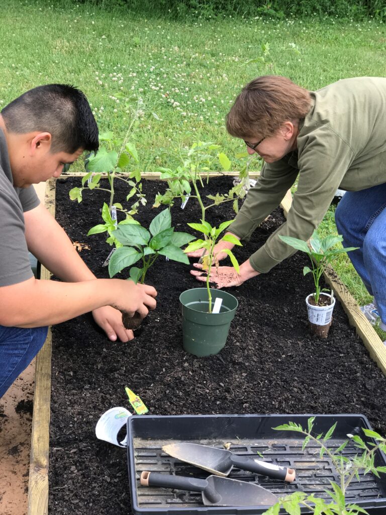 two individuals planting seedlings in a community garden