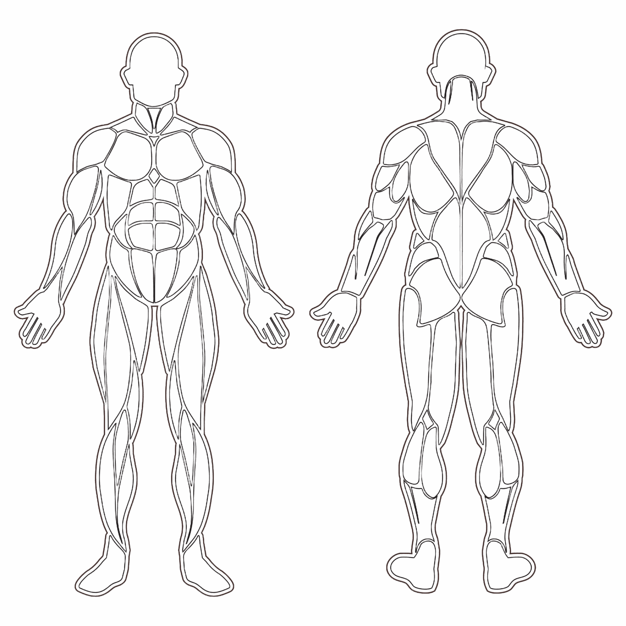 muscle man diagram